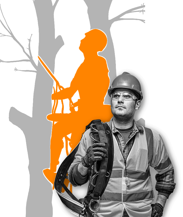 Expert Franklin TN tree service, Franklin TN tree trimming, Tree Trimming, Tree Pruning, Tree shaping, Tree