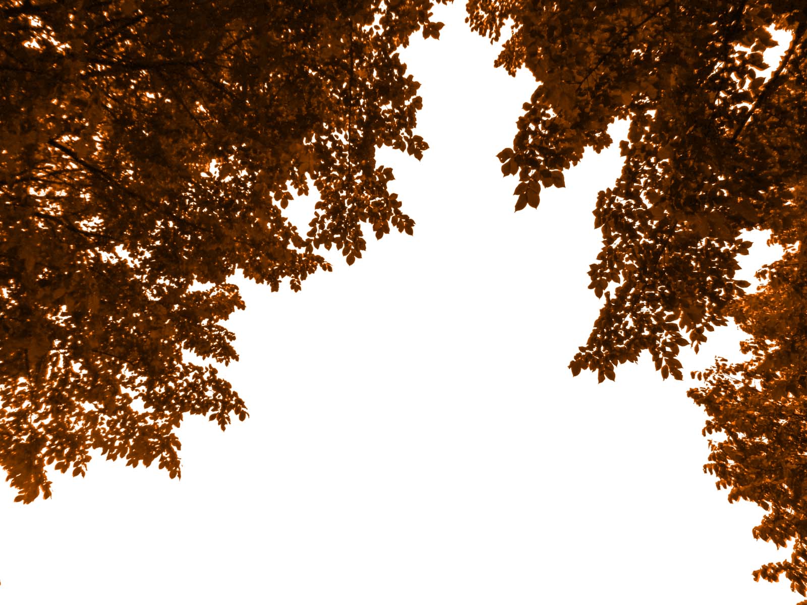 No Hassle Franklin TN tree service, Franklin TN tree trimming, Tree Trimming, Tree Pruning, Tree shaping, Tree