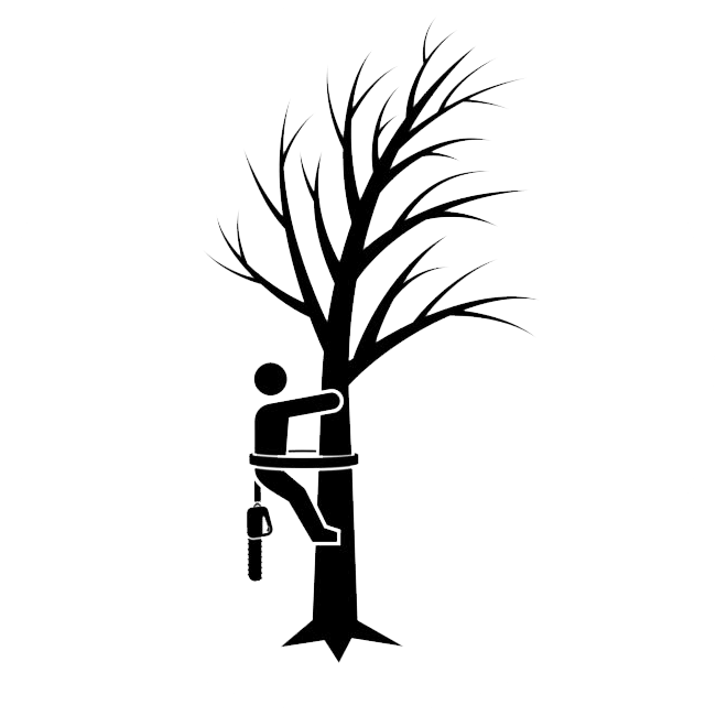 Franklin & Brentwood Tree Trimming Franklin TN tree service, Franklin TN tree trimming, Tree Trimming, Tree Pruning, Tree shaping, Tree